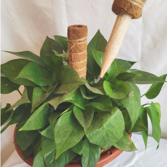 Plant Support Coconut Coir Stick Sturdy Climbing Pole for Vines 1
