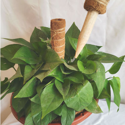 Moss Pole For Climbing Plants 30cm 40cm 60cm 90cm Natural Coconut Coir Totem Support Stake