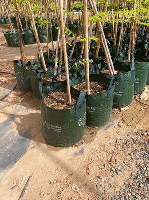 Cửa hàng vườn trang trí nhà Cây gạch gạch gạch gạch gạch thô