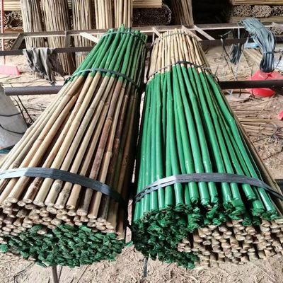 Cột tre thô tự nhiên bọc nhựa cho cây cà chua Cọc cây hỗ trợ