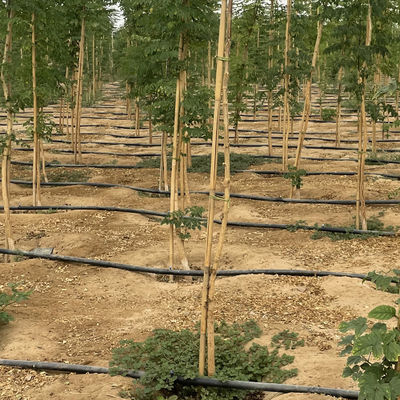 250cm Raw Bamboo Poles Bamboo Stakes For Decoration Plant