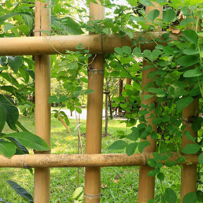 100 % Natural Strong Durable Moso Bamboo Pole Customize Length