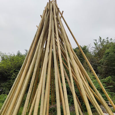 Eco Friendly 3 Inch Moso Bamboo Pole Bamboo Stakes For Plant Decoration Yellow