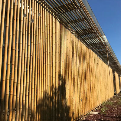 Natural 10 Foot Moso Bamboo Pole For Building Garden Construction