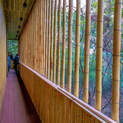Natural 10 Foot Moso Bamboo Pole For Building Garden Construction
