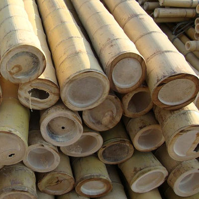 Yellow Nature Raw Outdoor Bamboo Poles Dry Bamboo Poles 2m 3m 4m