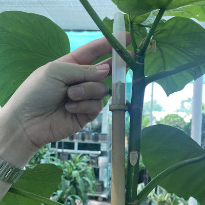 10cm Cây gạch gạch thô