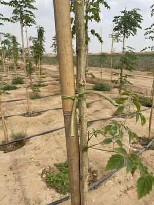 100% Natural Bamboo Stakes Customized Length Eco-friendly For Plant Support And Decoration