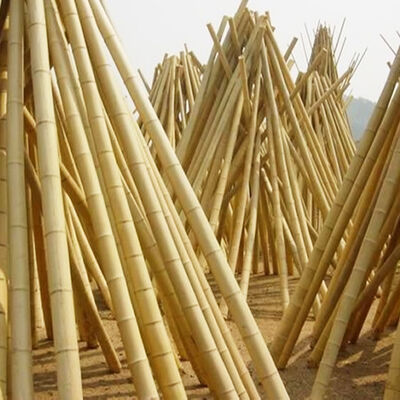 Plant Stakes Natural Garden Bamboo Sticks for Indoor and Outdoor, support for Tomatoes, Beans, Potted Plants