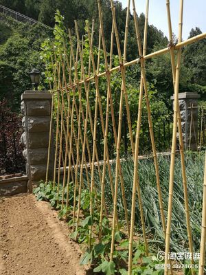 Garden Stakes, 18 Inches Natural Bamboo Plant Stakes, Plant Support Stakes with Twist Ties, Bamboo Sticks for Tomatoes, Beans, Flowers, Potted Plants, Indoor and Outdoor Climbing Plants