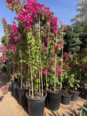 Garden Stakes, 18 Inches Natural Bamboo Plant Stakes, Plant Support Stakes with Twist Ties, Bamboo Sticks for Tomatoes, Beans, Flowers, Potted Plants, Indoor and Outdoor Climbing Plants