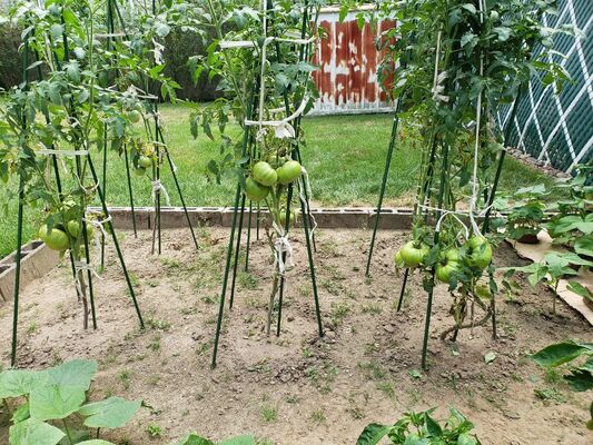 Dây kim loại bọc nhựa Dây vườn xanh để hỗ trợ cây trồng Cây leo núi Làng cảnh